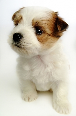 포토 JPG 스튜디오촬영 동물 척추동물 한마리 육지동물 반려견 포유류 사람없음 반려동물 개 강아지 반려 믹스견 국내포토 1 실내 파일형식