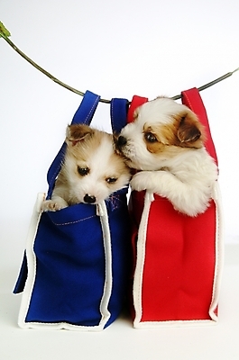 포토 JPG 스튜디오촬영 동물 척추동물 육지동물 반려견 두마리 가방 포유류 사람없음 반려동물 개 강아지 주머니 반려 믹스견 국내포토 잡화 2 실내 파일형식