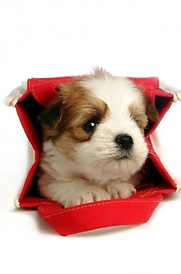 포토 JPG 스튜디오촬영 동물 척추동물 한마리 육지동물 반려견 가방 포유류 사람없음 반려동물 개 강아지 주머니 반려 믹스견 국내포토 1 잡화 실내 파일형식