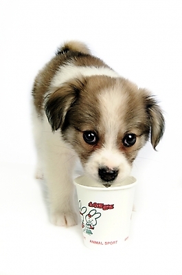 포토 JPG 스튜디오촬영 동물 척추동물 한마리 육지동물 반려견 포유류 사람없음 컵 반려동물 개 강아지 종이컵 반려 믹스견 국내포토 1 식기 실내 일회용 파일형식