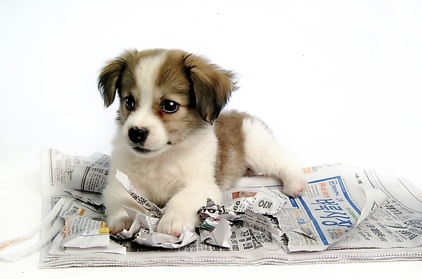 포토 JPG 스튜디오촬영 동물 척추동물 한마리 육지동물 반려견 포유류 사람없음 반려동물 신문 개 강아지 반려 믹스견 국내포토 1 실내 간행물 뉴스 파일형식