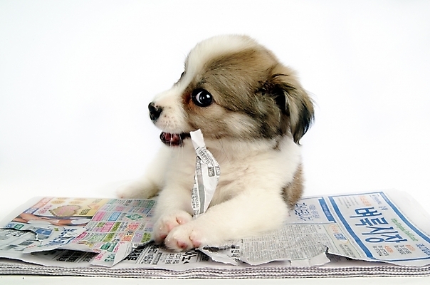 포토 JPG 스튜디오촬영 동물 척추동물 한마리 육지동물 반려견 포유류 사람없음 반려동물 신문 개 강아지 반려 믹스견 국내포토 1 실내 간행물 뉴스 파일형식