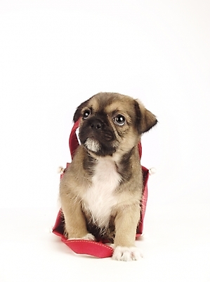 포토 JPG 스튜디오촬영 동물 척추동물 한마리 육지동물 반려견 가방 포유류 사람없음 반려동물 개 강아지 주머니 반려 믹스견 국내포토 1 잡화 실내 파일형식