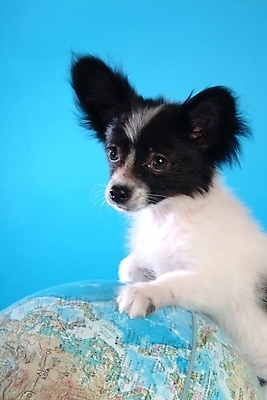 포토 JPG 스튜디오촬영 동물 척추동물 한마리 육지동물 반려견 지도 포유류 사람없음 반려동물 지구본 개 강아지 반려 파피용 국내포토 1 실내 파일형식