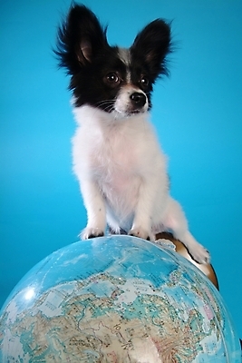 포토 JPG 스튜디오촬영 동물 척추동물 한마리 육지동물 반려견 지도 포유류 사람없음 반려동물 지구본 개 강아지 반려 파피용 국내포토 1 실내 파일형식