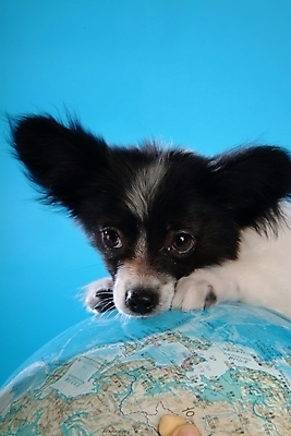 포토 JPG 스튜디오촬영 동물 척추동물 한마리 육지동물 반려견 지도 포유류 사람없음 반려동물 지구본 개 강아지 반려 파피용 국내포토 1 실내 파일형식