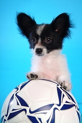 포토 JPG 스튜디오촬영 동물 척추동물 한마리 육지동물 반려견 스포츠용품 축구공 포유류 사람없음 반려동물 개 강아지 반려 파피용 국내포토 1 스포츠 공 축구용품 실내 오브젝트 파일형식