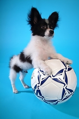 포토 JPG 스튜디오촬영 동물 척추동물 한마리 육지동물 반려견 스포츠용품 축구공 포유류 사람없음 반려동물 개 강아지 반려 파피용 국내포토 1 스포츠 공 축구용품 실내 오브젝트 파일형식