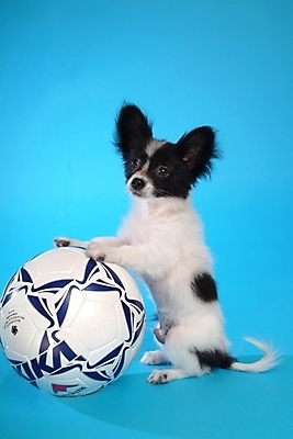 포토 JPG 스튜디오촬영 동물 척추동물 한마리 육지동물 반려견 스포츠용품 축구공 포유류 사람없음 반려동물 개 강아지 반려 파피용 국내포토 1 스포츠 공 축구용품 실내 오브젝트 파일형식