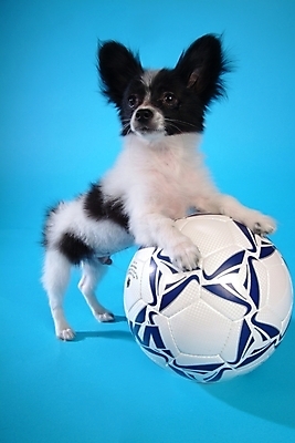 포토 JPG 스튜디오촬영 동물 척추동물 한마리 육지동물 반려견 스포츠용품 축구공 포유류 사람없음 반려동물 개 강아지 반려 파피용 국내포토 1 스포츠 공 축구용품 실내 오브젝트 파일형식
