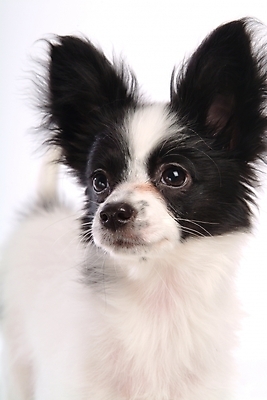 포토 JPG 스튜디오촬영 동물 척추동물 한마리 육지동물 반려견 포유류 사람없음 반려동물 개 강아지 반려 파피용 국내포토 1 실내 파일형식