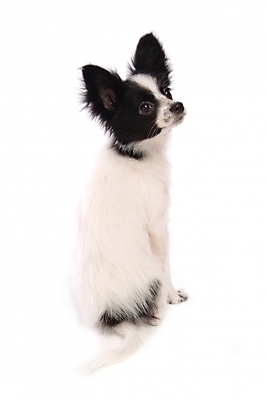 포토 JPG 스튜디오촬영 동물 척추동물 한마리 육지동물 반려견 포유류 사람없음 반려동물 개 강아지 반려 파피용 국내포토 1 실내 파일형식