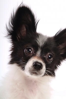 포토 JPG 스튜디오촬영 동물 척추동물 한마리 육지동물 반려견 포유류 사람없음 반려동물 개 강아지 반려 파피용 국내포토 1 실내 파일형식