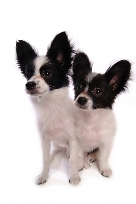 포토 JPG 스튜디오촬영 동물 척추동물 한마리 육지동물 반려견 포유류 사람없음 반려동물 개 강아지 반려 파피용 국내포토 1 실내 파일형식