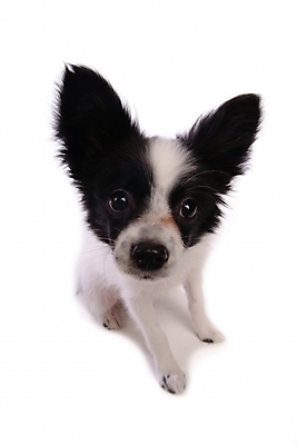 포토 JPG 스튜디오촬영 동물 척추동물 한마리 육지동물 반려견 포유류 사람없음 반려동물 개 강아지 반려 파피용 국내포토 1 실내 파일형식