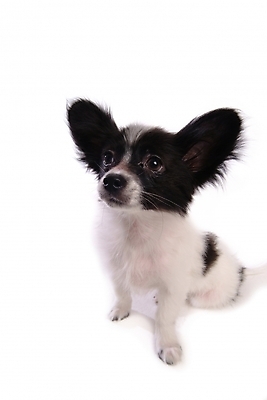 포토 JPG 스튜디오촬영 동물 척추동물 한마리 육지동물 반려견 포유류 사람없음 반려동물 개 강아지 반려 파피용 국내포토 1 실내 파일형식