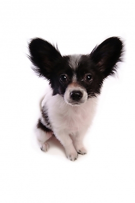 포토 JPG 스튜디오촬영 동물 척추동물 한마리 육지동물 반려견 포유류 사람없음 반려동물 개 강아지 반려 파피용 국내포토 1 실내 파일형식