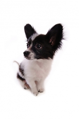 포토 JPG 스튜디오촬영 동물 척추동물 한마리 육지동물 반려견 포유류 사람없음 반려동물 개 강아지 반려 파피용 국내포토 1 실내 파일형식