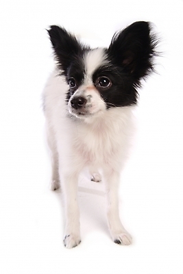 포토 JPG 스튜디오촬영 동물 척추동물 한마리 육지동물 반려견 포유류 사람없음 반려동물 개 강아지 반려 파피용 국내포토 1 실내 파일형식