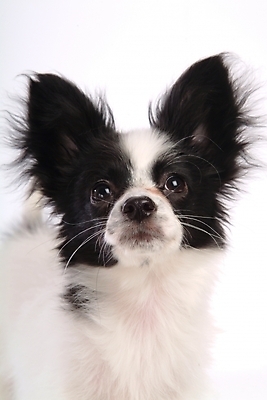 포토 JPG 스튜디오촬영 동물 척추동물 한마리 육지동물 반려견 포유류 사람없음 반려동물 개 강아지 반려 파피용 국내포토 1 실내 파일형식