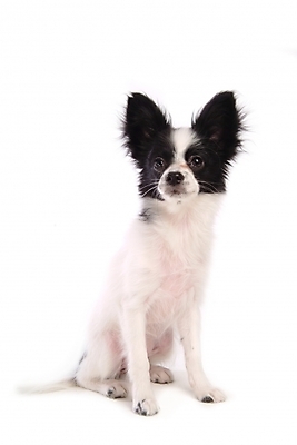 포토 JPG 스튜디오촬영 동물 척추동물 한마리 육지동물 반려견 포유류 사람없음 반려동물 개 강아지 반려 파피용 국내포토 1 실내 파일형식