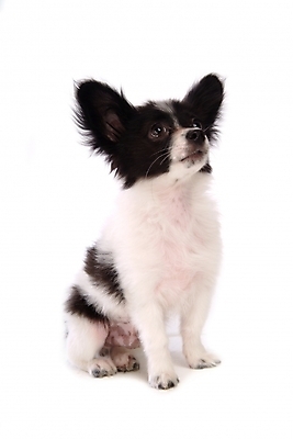 포토 JPG 스튜디오촬영 동물 척추동물 한마리 육지동물 반려견 포유류 사람없음 반려동물 개 강아지 반려 파피용 국내포토 1 실내 파일형식