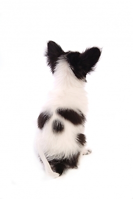 포토 JPG 스튜디오촬영 동물 척추동물 한마리 육지동물 반려견 포유류 사람없음 반려동물 개 강아지 반려 파피용 국내포토 1 실내 파일형식