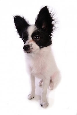 포토 JPG 스튜디오촬영 동물 척추동물 한마리 육지동물 반려견 포유류 사람없음 반려동물 개 강아지 반려 파피용 국내포토 1 실내 파일형식