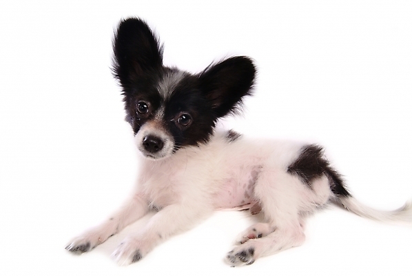 포토 JPG 스튜디오촬영 동물 척추동물 한마리 육지동물 반려견 포유류 사람없음 반려동물 개 강아지 반려 파피용 국내포토 1 실내 파일형식