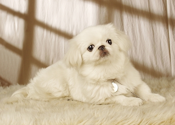 포토 JPG 동물 척추동물 한마리 육지동물 반려견 포유류 실내 사람없음 반려동물 개 강아지 페키니즈 반려 국내포토 1 내부 파일형식