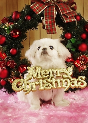 포토 JPG 동물 척추동물 한마리 육지동물 반려견 크리스마스장식 크리스마스 포유류 실내 사람없음 장식 반려동물 화환 개 강아지 페키니즈 반려 국내포토 1 기념일 꽃 내부 파일형식
