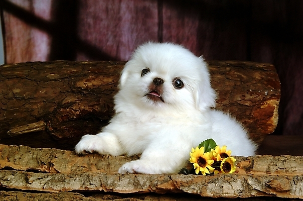 포토 JPG 나무 식물 동물 척추동물 한마리 육지동물 꽃 반려견 포유류 실내 사람없음 반려동물 개 강아지 페키니즈 반려 국내포토 1 내부 파일형식