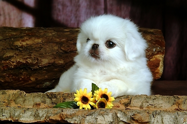 포토 JPG 나무 식물 동물 척추동물 한마리 육지동물 꽃 반려견 포유류 실내 사람없음 반려동물 개 강아지 페키니즈 반려 국내포토 1 내부 파일형식