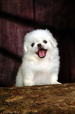 포토 JPG 나무 식물 동물 척추동물 한마리 육지동물 반려견 포유류 실내 사람없음 반려동물 개 강아지 페키니즈 반려 국내포토 1 내부 파일형식