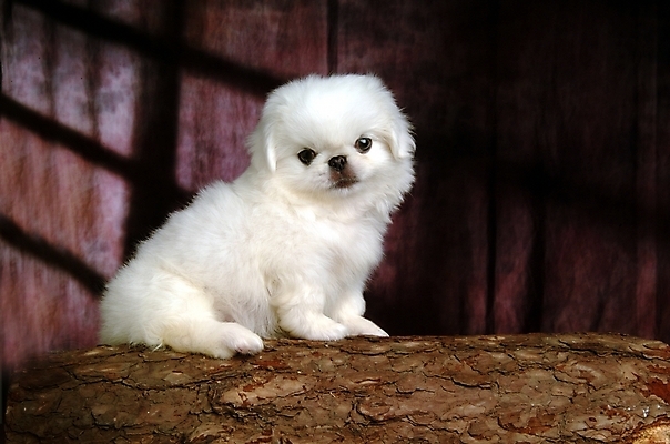 포토 JPG 나무 식물 동물 척추동물 한마리 육지동물 반려견 포유류 실내 사람없음 반려동물 개 강아지 페키니즈 반려 국내포토 1 내부 파일형식