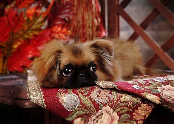 포토 JPG 식물 동물 척추동물 한마리 육지동물 반려견 단풍 잎 포유류 나뭇잎 실내 사람없음 반려동물 카펫 개 강아지 페키니즈 반려 국내포토 1 내부 파일형식