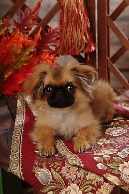 포토 JPG 식물 동물 척추동물 한마리 육지동물 반려견 단풍 잎 포유류 나뭇잎 실내 사람없음 반려동물 카펫 개 강아지 페키니즈 반려 국내포토 1 내부 파일형식