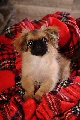 포토 JPG 동물 척추동물 한마리 육지동물 반려견 포유류 실내 사람없음 반려동물 개 강아지 담요 페키니즈 반려 국내포토 1 내부 파일형식