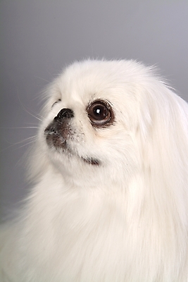 포토 JPG 스튜디오촬영 동물 척추동물 한마리 육지동물 반려견 포유류 사람없음 반려동물 개 강아지 페키니즈 반려 국내포토 1 실내 파일형식