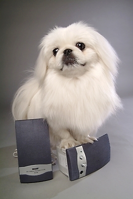 포토 JPG 스튜디오촬영 동물 척추동물 한마리 육지동물 반려견 음향기기 포유류 사람없음 반려동물 스피커 개 강아지 페키니즈 반려 국내포토 1 실내 전자제품 파일형식