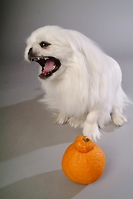 포토 JPG 스튜디오촬영 동물 척추동물 한마리 육지동물 반려견 오렌지 과일 포유류 사람없음 반려동물 개 강아지 페키니즈 한라봉 반려 국내포토 1 실내 파일형식