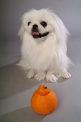 포토 JPG 스튜디오촬영 동물 척추동물 한마리 육지동물 반려견 오렌지 과일 포유류 사람없음 반려동물 개 강아지 페키니즈 한라봉 반려 국내포토 1 실내 파일형식