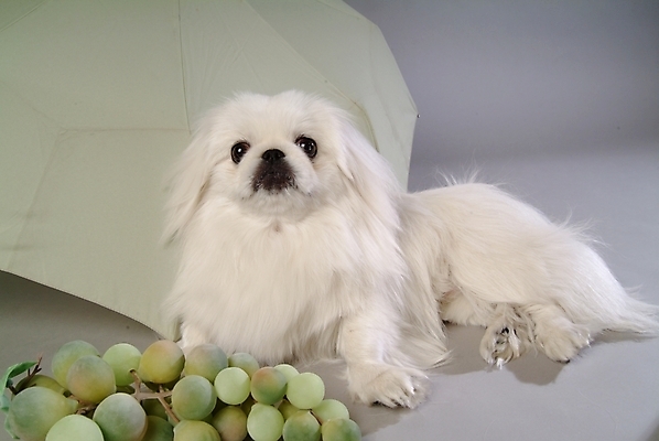 포토 JPG 스튜디오촬영 동물 척추동물 한마리 육지동물 반려견 과일 우산 포유류 포도 사람없음 반려동물 개 강아지 페키니즈 청포도 반려 국내포토 1 실내 파일형식