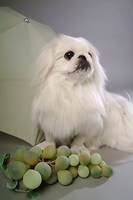 포토 JPG 스튜디오촬영 동물 척추동물 한마리 육지동물 반려견 과일 우산 포유류 포도 사람없음 반려동물 개 강아지 페키니즈 청포도 반려 국내포토 1 실내 파일형식