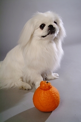 포토 JPG 스튜디오촬영 동물 척추동물 한마리 육지동물 반려견 오렌지 과일 포유류 사람없음 반려동물 개 강아지 페키니즈 한라봉 반려 국내포토 1 실내 파일형식