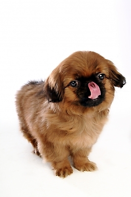 포토 JPG 스튜디오촬영 동물 척추동물 한마리 육지동물 반려견 포유류 사람없음 반려동물 개 강아지 페키니즈 반려 국내포토 1 실내 파일형식