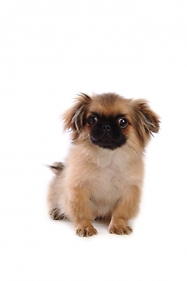 포토 JPG 스튜디오촬영 동물 척추동물 한마리 육지동물 반려견 포유류 사람없음 반려동물 개 강아지 페키니즈 반려 국내포토 1 실내 파일형식