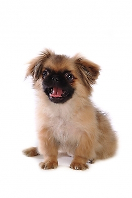 포토 JPG 스튜디오촬영 동물 척추동물 한마리 육지동물 반려견 포유류 사람없음 반려동물 개 강아지 페키니즈 반려 국내포토 1 실내 파일형식