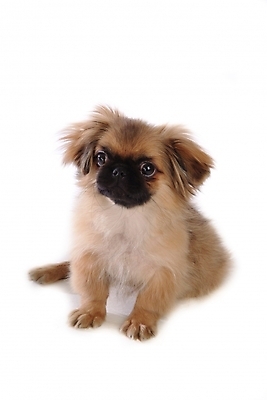 포토 JPG 스튜디오촬영 동물 척추동물 한마리 육지동물 반려견 포유류 사람없음 반려동물 개 강아지 페키니즈 반려 국내포토 1 실내 파일형식