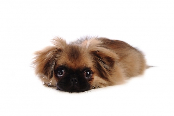 포토 JPG 스튜디오촬영 동물 척추동물 한마리 육지동물 반려견 포유류 사람없음 반려동물 개 강아지 페키니즈 반려 국내포토 1 실내 파일형식